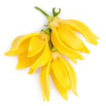 Рол-он Floral – IMMORTELLA - Image 6